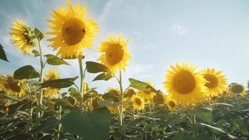Sunflower Field Blooming on a Sunny Summer Day