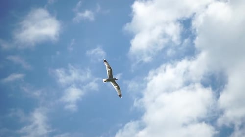 Seagull Flying in Summer Sky A Flock of the Seagull Birds Flies Under a Blue Sky Over the Sea Along
