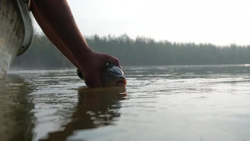Person Releasing Fish Back Into Lake Water