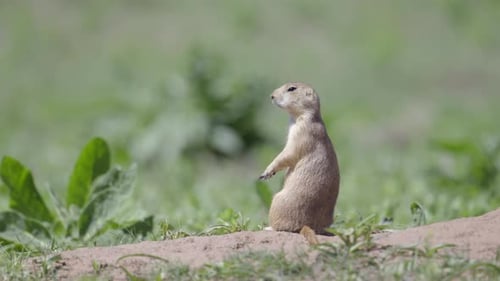 Alert Prairie Dog Sitting Up in Grassy Habitat