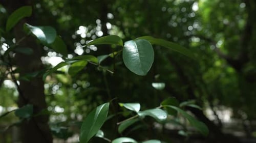 Single green leaf swaying slowly on small branch inside shady forest during calm afternoon with...