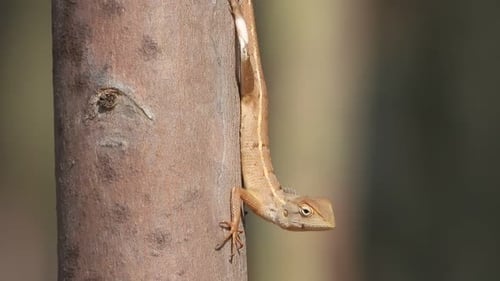 Orange Lizard Clings to Tree Trunk Close Up
