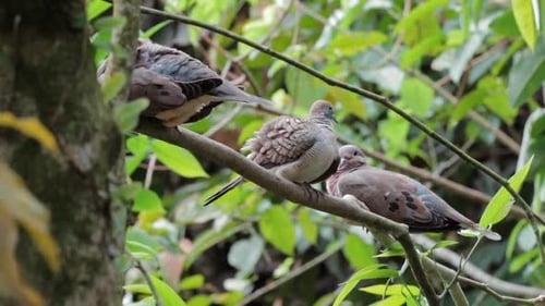 gefleckter Taubenbarsch auf einem Ast