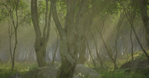 Sunlight Streams Through a Peaceful Forest in a Tranquil Natural Setting