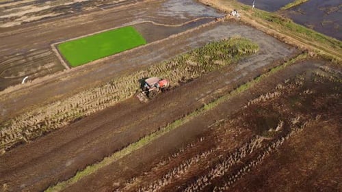 Luftbild eines Landwirts im roten Traktor, der Land für den Reisanbau vorbereitet, während Vögel herumfliegen.