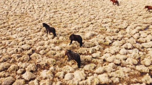 Große Pferdeherde auf isländischem Feld Goldene Bergwiese im Herbst Landtiere in der Natur
