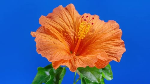 Orange Hibiscus Open Big Flower in Time Lapse. Blooming Neon Red Plant on a Blue Background