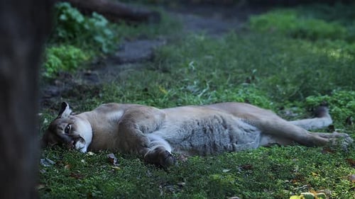 Beautiful Canadian Cougar Puma Concolor Hunting in Wildlife at Canada Forest in Morning Sun Rays