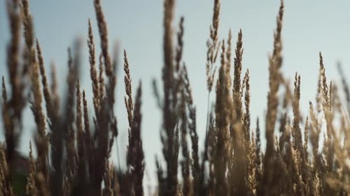 Dry Grass Sways Gently in a Field Illuminated By the Warm Glow of the Setting Sun Creating a Serene