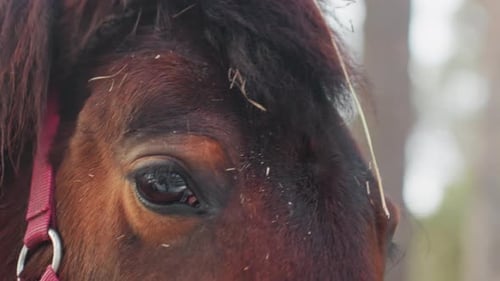 Horse Emotions Displayed Horse Facial Features Indicate Emotional States Equine Expressions Vividly
