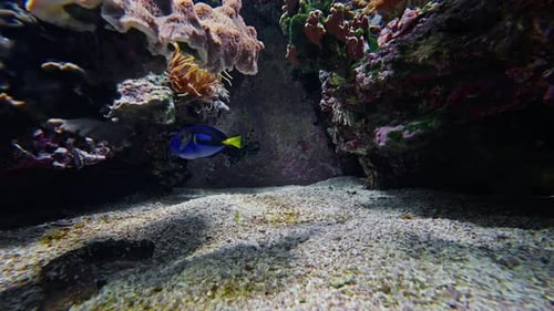 Underwater World Exotic and Colorful Fish Swimming in Aquarium Surrounded By a Vibrant Underwater