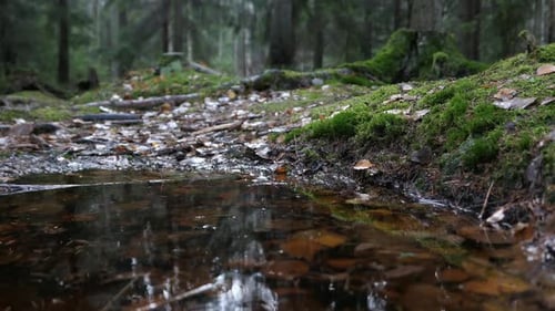 Forest pond in autumn, close up, moving tracking shot