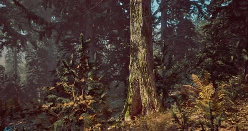 Sunlight Filtering Through Trees in a Serene Forest During the Early Morning