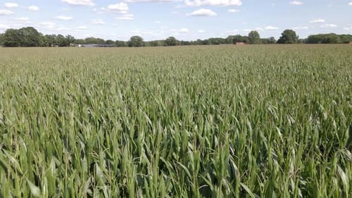 Corn Field Agriculture in the Rural Countryside Daytime