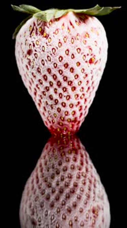 Vertical video. One Frozen Strawberry Covered with White Frost on a Black Mirrored Table, Time-Lapse