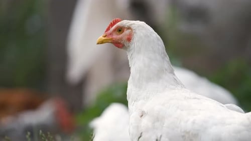 White Hens on a Farm, Close Up