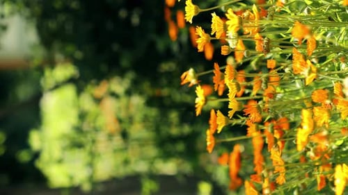 Orange Flower Of Calendula Officinalis