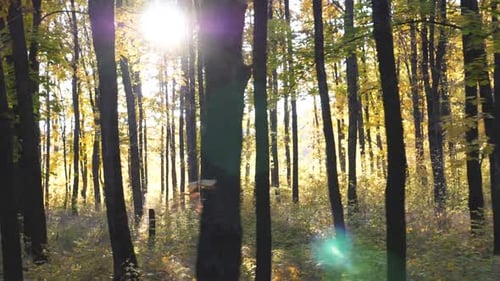 Bright Sunlight Breaks Through High Trunks of Trees in Autumn Forest Warm Sunbeams Illuminates Lush