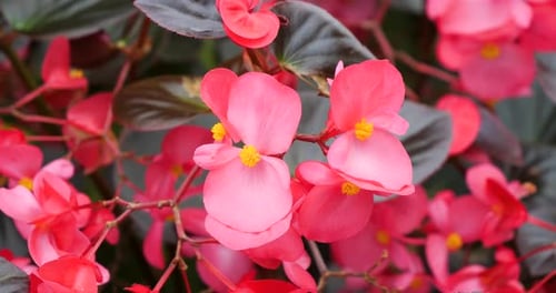 Bégonia à cire rouge dans les jardins Victoria Butchart, Colombie-Britannique, Canada.
