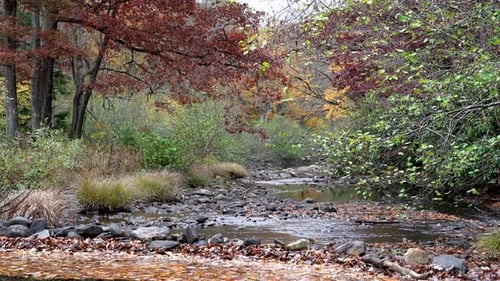A small stream flowing through the forest on a cool autumn day in the mountains.