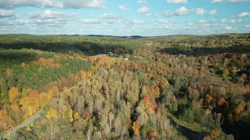 AERIAL: Beautiful autumn park landscape with high trees and colorful red, orange leafs