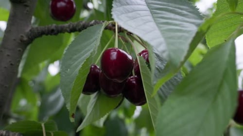 Close-Up of Ripe Cherries on Branch Ready to Pick