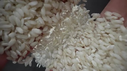 Close up of Hands Holding and Dropping Rice