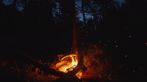 Peaceful Nighttime Campfire in a Tranquil Forest Setting