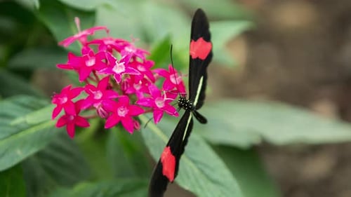 Butterfly in Nature Sanctuary