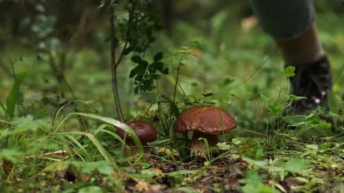Woman Bends Over to Pick Porcini Mushrooms From Forest Floor