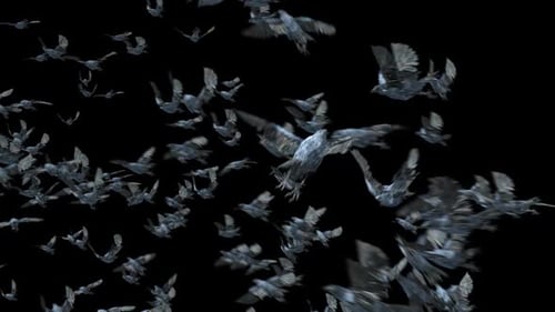 Large Flock of Birds Flying Across Frame Alpha Channel