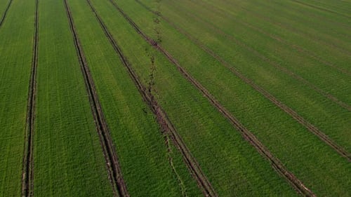 Fault Line Trail, Earthquake