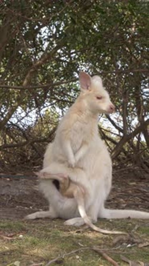 Vue verticale d'un rare wallaby albinos avec son Joey dans sa pochette. Plan rapproché