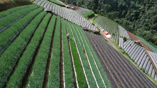 Scenic Terraced Farmland Hillside