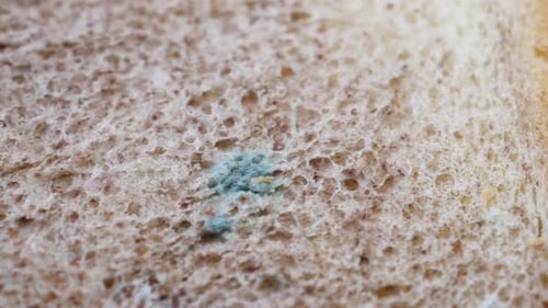 Bread with Mildew Spoiled Products