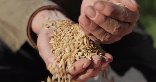 Hands Pours Grain