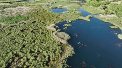 Aerial View of Beautiful Lush Green Marshland