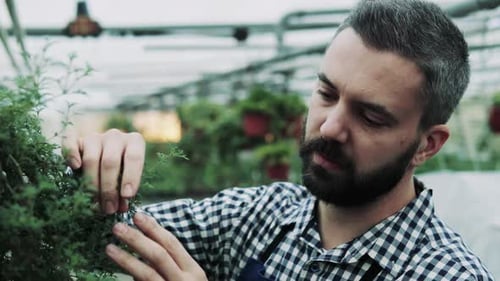 Man Carefully Inspecting Plant in Greenhouse Environment