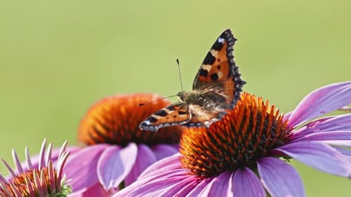 one Small Tortoiseshell Butterfly Feeds On orange coneflower in sun light . Close-up, Macro shot.
