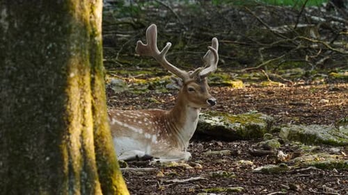 Male Fallow Deer, Buck with Antlers in Forest