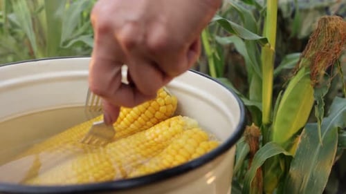 Cooking corn in nature. Close-up.