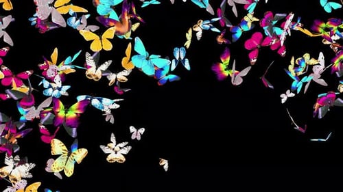 01 Schmetterling Cam4 4K