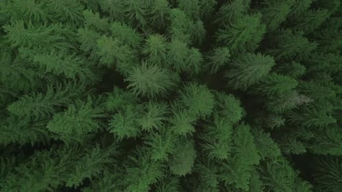 Green Pine Tree Coniferous Forest Aerial Top Down View Dramatic Nature Background Travel Destination