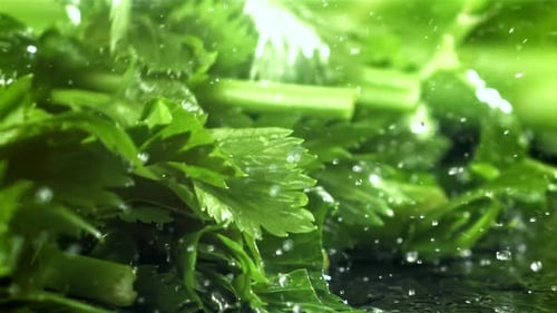 Celery Stalks Freshly Sprayed with Water