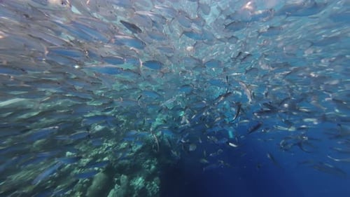 Underwater View of Shoal Sardine Fish in Sea