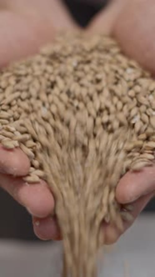 Cevada maltada derramada de mãos em forma de concha Close Up Shot