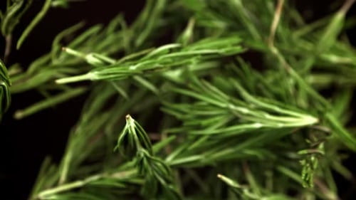 Ralentissement des branches de romarin filmées par une caméra à haute vitesse à 1000 images par seconde