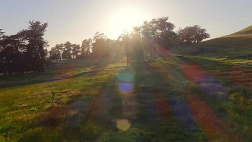 Niedrige Luftaufnahme von Sonnenstrahlen, die im Abendlicht durch Baumkronen scheinen