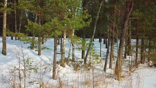 Beautiful Winter Forest Landscape