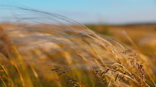 Federgras Lat Stipa in der Frühlingssteppe, weich, verträumt, weiße Grasfeder, die sich im Wind bewegt, mit
